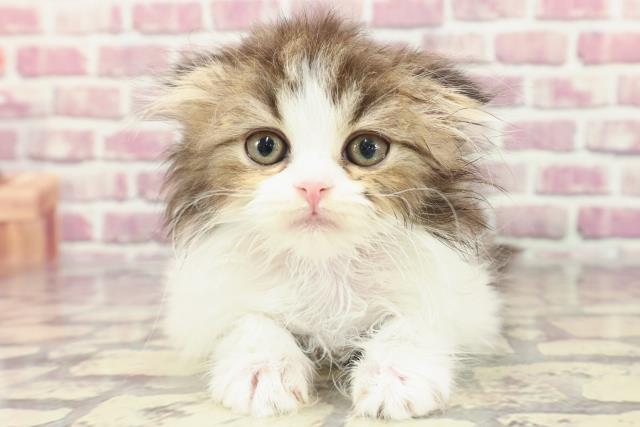 長野県のスコティッシュフォールド (Coo&RIKU綿半庄内店/2024年3月3日生まれ/女の子/ブラウンタビーホワイト)の子猫