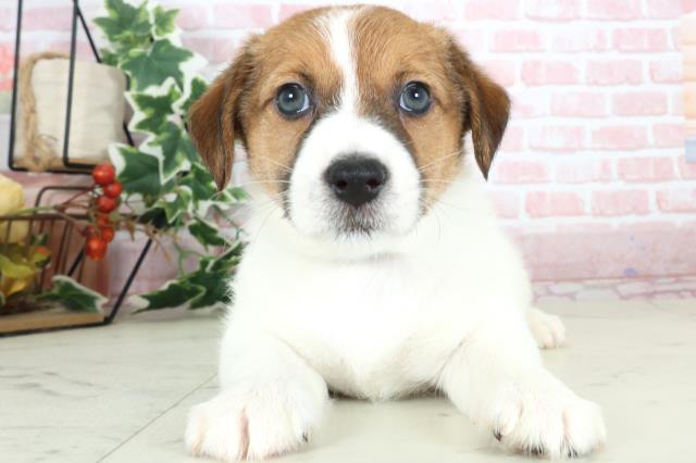 長崎県のジャックラッセルテリア (Coo&RIKU大村店/2024年3月2日生まれ/男の子/ホワイトタン)の子犬