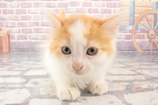 和歌山県のメインクーン (Coo&RIKU和歌山店/2024年3月3日生まれ/男の子/レッドタビーホワイト)の子猫