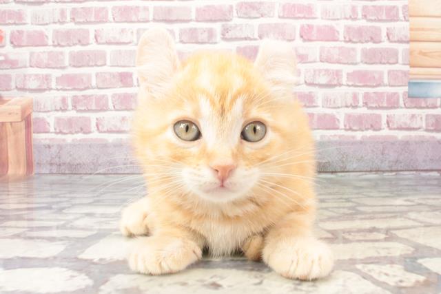 和歌山県のアメリカンカール (Coo&RIKU和歌山店/2024年3月4日生まれ/男の子/クリームタビー)の子猫