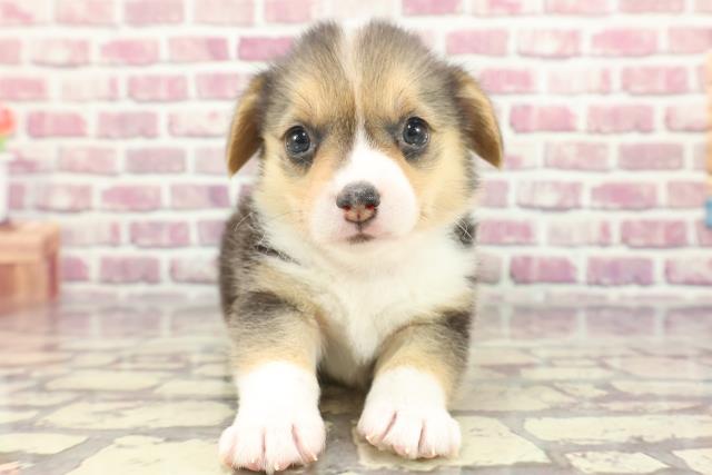 埼玉県のウェルシュコーギーペンブローク (Coo&RIKU桶川店/2024年3月4日生まれ/女の子/ブラックタンホワイト)の子犬