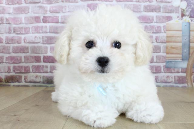 青森県のトイプードル(トイ) (Coo&RIKU青森店/2024年2月29日生まれ/男の子/ホワイト)の子犬