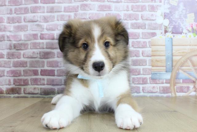 宮城県のシェットランドシープドッグ (Coo&RIKU石巻店/2024年3月2日生まれ/男の子/セーブルホワイト)の子犬