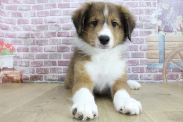 青森県のシェットランドシープドッグ (Coo&RIKU青森店/2024年3月2日生まれ/男の子/セーブルホワイト)の子犬
