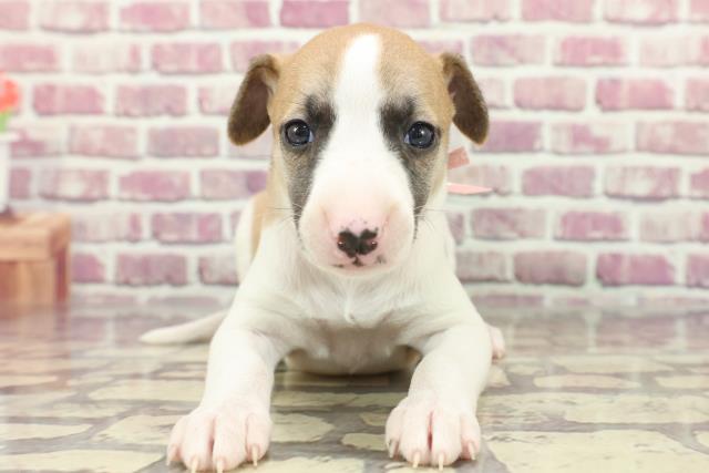 千葉県のウィペット (Coo&RIKU南柏店/2024年3月3日生まれ/女の子/レッドホワイト)の子犬