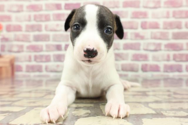 茨城県のウィペット (Coo&RIKU日立店/2024年3月3日生まれ/女の子/ブリンドルホワイト)の子犬