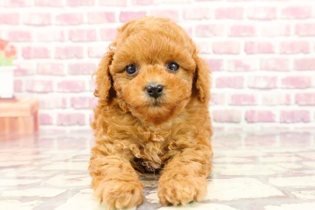 東京都のトイプードル(トイ) (Coo&RIKU福生店/2024年3月4日生まれ/男の子/レッド)の子犬