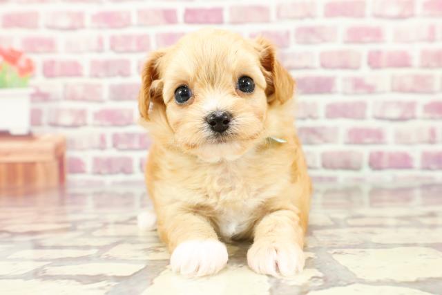 東京都のチワプー/プーチー(チワワ×プードル) (Coo&RIKU中野サンモール店/2024年3月3日生まれ/男の子/アプリコット)の子犬