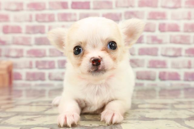 東京都のチワワ(ロング) (Coo&RIKU東久留米店/2024年3月3日生まれ/女の子/ホワイトクリーム)の子犬