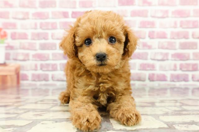 東京都のトイプードル(トイ) (Coo&RIKU福生店/2024年3月3日生まれ/女の子/アプリコット)の子犬