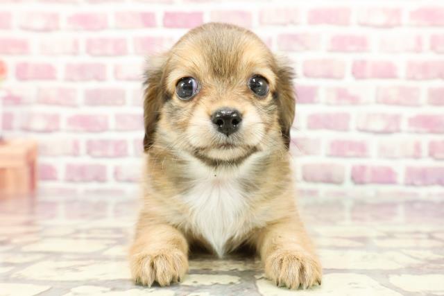 東京都のチワックス(チワワ×ダックス) (Coo&RIKU大久保店/2024年3月3日生まれ/女の子/レッド)の子犬