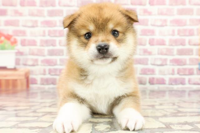 2024年3月4日生まれのポメ柴(ポメラニアン×柴犬)の1枚目の写真