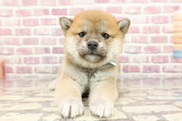 茨城県の柴犬(標準サイズ) (Coo&RIKU日立店/2024年3月3日生まれ/男の子/赤)の子犬