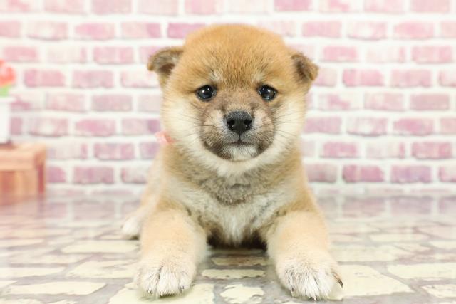 栃木県の柴犬(標準サイズ) (Coo&RIKU小山店/2024年3月3日生まれ/女の子/赤)の子犬