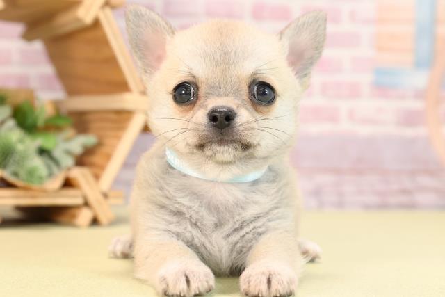 静岡県のチワワ(ロング) (Coo&RIKU富士店/2024年3月2日生まれ/男の子/フォーン)の子犬