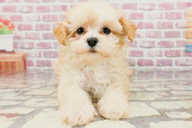 長崎県のマルプー(マルチーズ×プードル) (Coo&RIKU大村店/2024年3月2日生まれ/女の子/アプリコット)の子犬