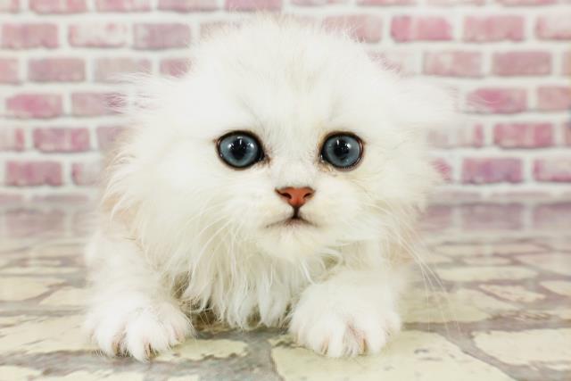 東京都のペルシャ (Coo&RIKU下北沢店/2024年2月29日生まれ/男の子/チンチラシルバー)の子猫