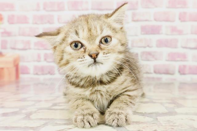 長崎県のマンチカン (Coo&RIKU長崎浜町店/2024年2月17日生まれ/女の子/ブラウンタビー)の子猫