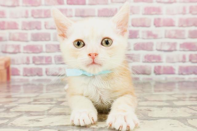 神奈川県のアメリカンカール (Coo&RIKU江の島店/2024年2月21日生まれ/男の子/レッドタビー)の子猫