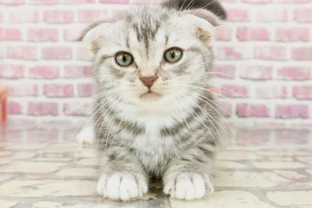 沖縄県のスコティッシュフォールド (Coo&RIKU石垣店/2024年3月5日生まれ/女の子/ブルータビー)の子猫