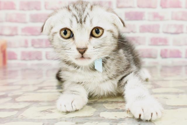 神奈川県のスコティッシュフォールド (Coo&RIKU藤沢店/2024年3月4日生まれ/男の子/シルバータビー)の子猫