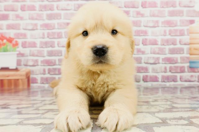 広島県のゴールデンレトリバー (Coo&RIKU東広島店/2024年2月28日生まれ/男の子/ゴールデン)の子犬