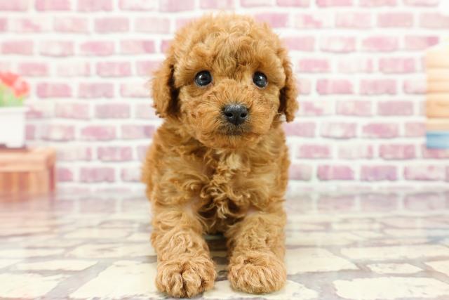 広島県のトイプードル(トイ) (Coo&RIKU東広島店/2024年3月4日生まれ/男の子/アプリコット)の子犬