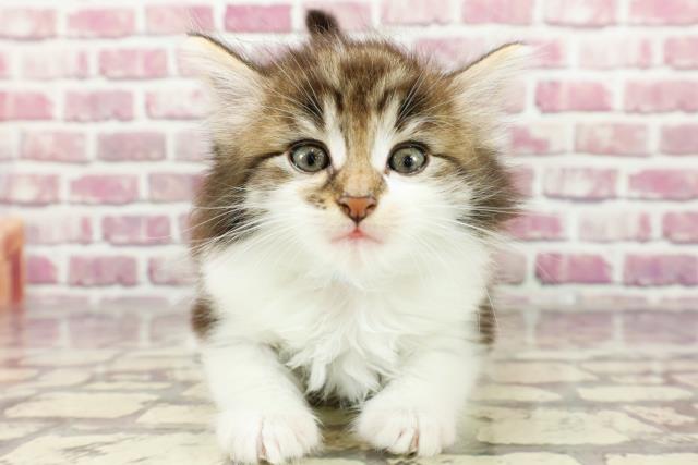 千葉県のノルウェージャンフォレストキャット (Coo&RIKU市原店/2024年3月3日生まれ/男の子/ブラウンタビーホワイト)の子猫