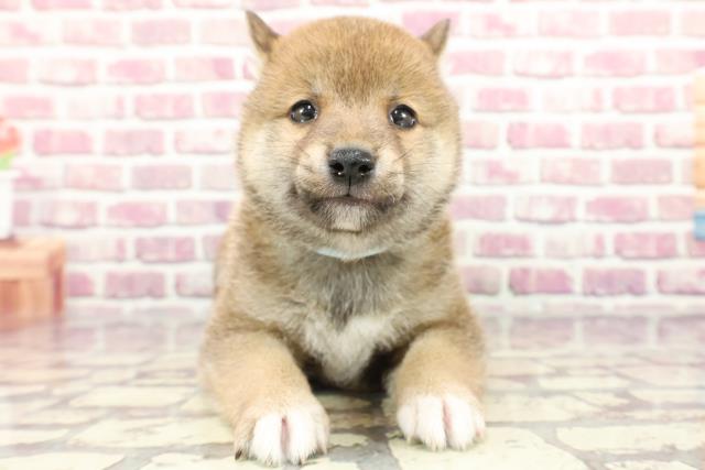 鹿児島県の柴犬(標準サイズ) (Coo&RIKU鹿児島店/2024年3月4日生まれ/男の子/赤)の子犬