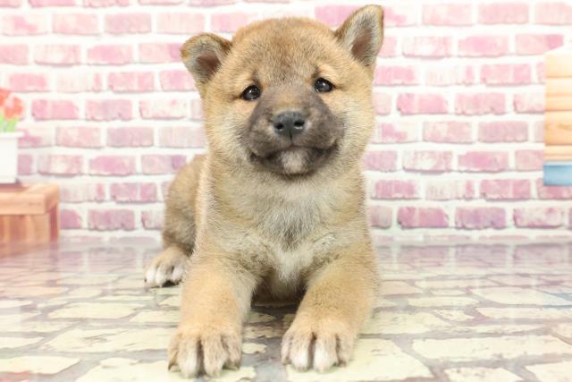 福岡県の柴犬(標準サイズ) (Coo&RIKU大牟田店/2024年3月4日生まれ/女の子/赤)の子犬