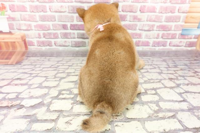 2024年3月4日生まれの柴犬(標準サイズ)の4枚目の写真
