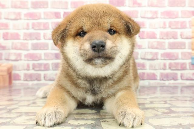 熊本県の柴犬(標準サイズ) (Coo&RIKU熊本店/2024年3月4日生まれ/女の子/赤)の子犬