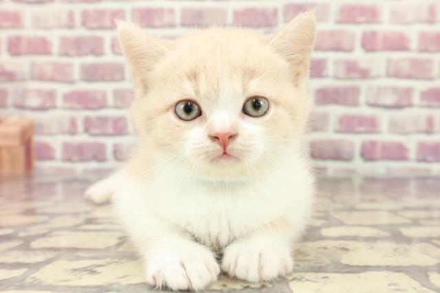 東京都のブリティッシュショートヘアー (Coo&RIKU府中店/2024年3月4日生まれ/男の子/クリームホワイト)の子猫