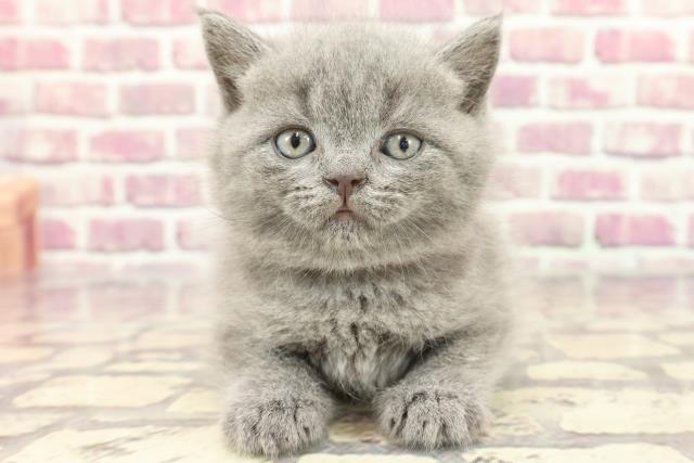 東京都のブリティッシュショートヘアー (Coo&RIKU東久留米店/2024年3月4日生まれ/女の子/ブルー)の子猫