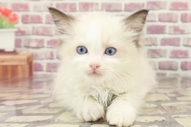 埼玉県のラグドール (Coo&RIKU桶川店/2024年3月4日生まれ/女の子/シールポイントバイカラー)の子猫