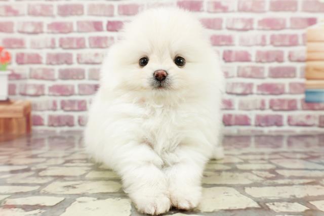 東京都のポメラニアン (Coo&RIKU池袋西口店/2024年3月1日生まれ/女の子/ホワイト)の子犬