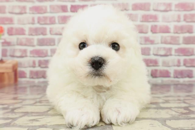 埼玉県のビションフリーゼ (Coo&RIKU川越店/2024年3月3日生まれ/男の子/ホワイト)の子犬