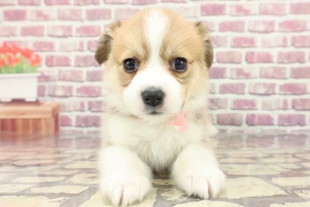 山梨県のハーフ犬 (Coo&RIKU甲府昭和通り店/2024年3月5日生まれ/女の子/レッドホワイト)の子犬