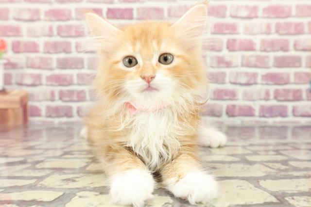 神奈川県のサイベリアン (Coo&RIKU日吉店/2024年3月5日生まれ/女の子/レッドタビーホワイト)の子猫