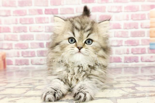 神奈川県のペルシャ (Coo&RIKU日吉店/2024年3月3日生まれ/女の子/シェーデットゴールデン)の子猫