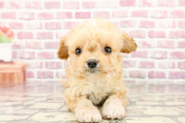 神奈川県のチワプー/プーチー(チワワ×プードル) (Coo&RIKU日吉店/2024年3月3日生まれ/女の子/アプリコットホワイト)の子犬