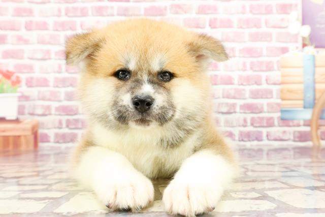 2024年3月5日生まれの秋田犬の1枚目の写真