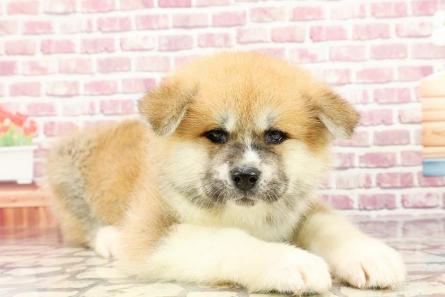 2024年3月5日生まれの秋田犬の3枚目の写真