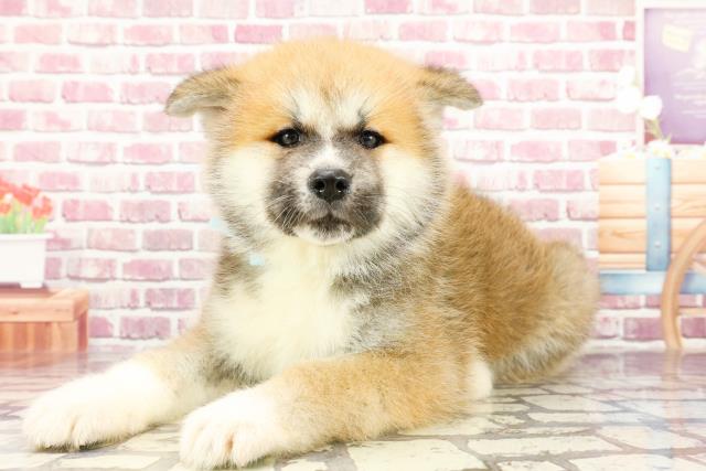 2024年3月5日生まれの秋田犬の2枚目の写真