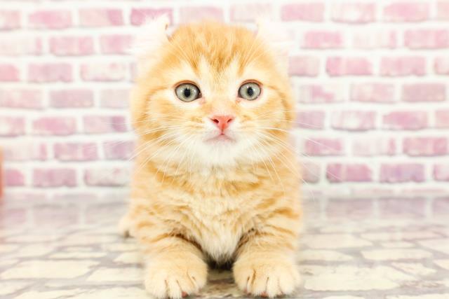 神奈川県のキンカロー (Coo&RIKU横浜旭店/2024年3月3日生まれ/女の子/レッドタビー)の子猫