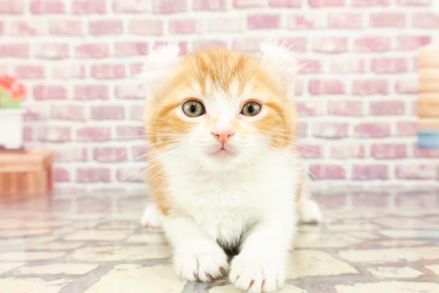 埼玉県のキンカロー (Coo&RIKU熊谷ニットーモール店/2024年3月3日生まれ/女の子/レッドタビーホワイト)の子猫
