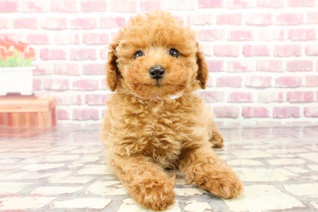 富山県のトイプードル(トイ) (Coo&RIKU富山店/2024年3月2日生まれ/女の子/レッド)の子犬