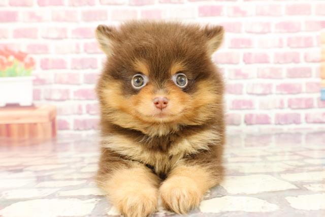 千葉県のポメラニアン (Coo&RIKU東金店/2024年3月5日生まれ/女の子/チョコレートタン)の子犬