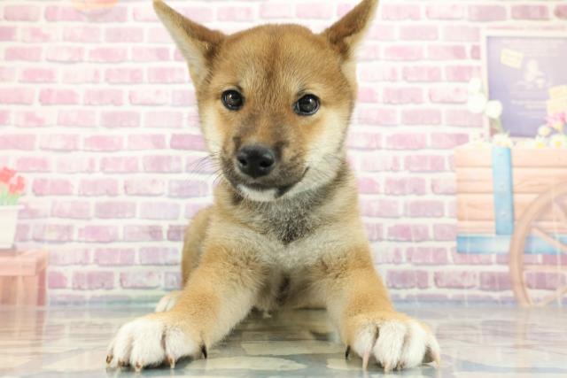岩手県の柴犬(標準サイズ) (Coo&RIKU岩手盛岡店/2024年3月1日生まれ/男の子/赤)の子犬