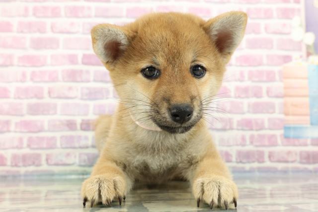 岩手県の柴犬(標準サイズ) (Coo&RIKU岩手盛岡店/2024年3月1日生まれ/女の子/赤)の子犬